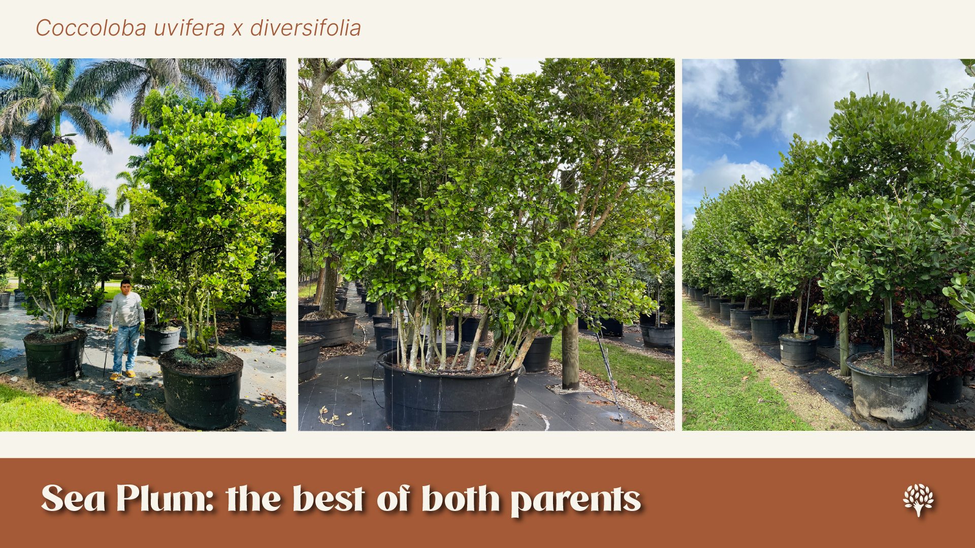Three photographs of Coccoloba uvifera x diversifolia (sea plum hybrid) trees in containers showing dense foliage.