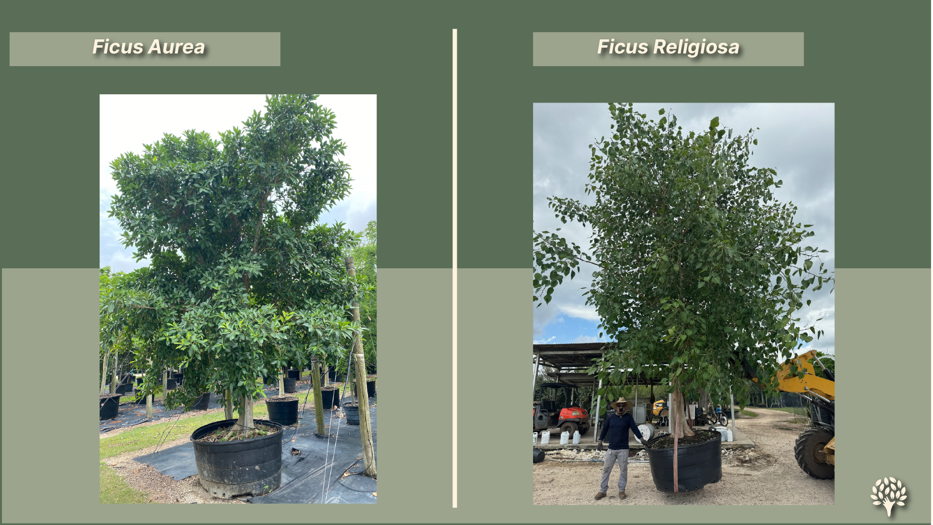 Ficus Aurea (Florida Strangler Fig) and Ficus Religiosa (Sacred Fig): container-grown specimen trees side by side, showing dense crown structure for large landscape design