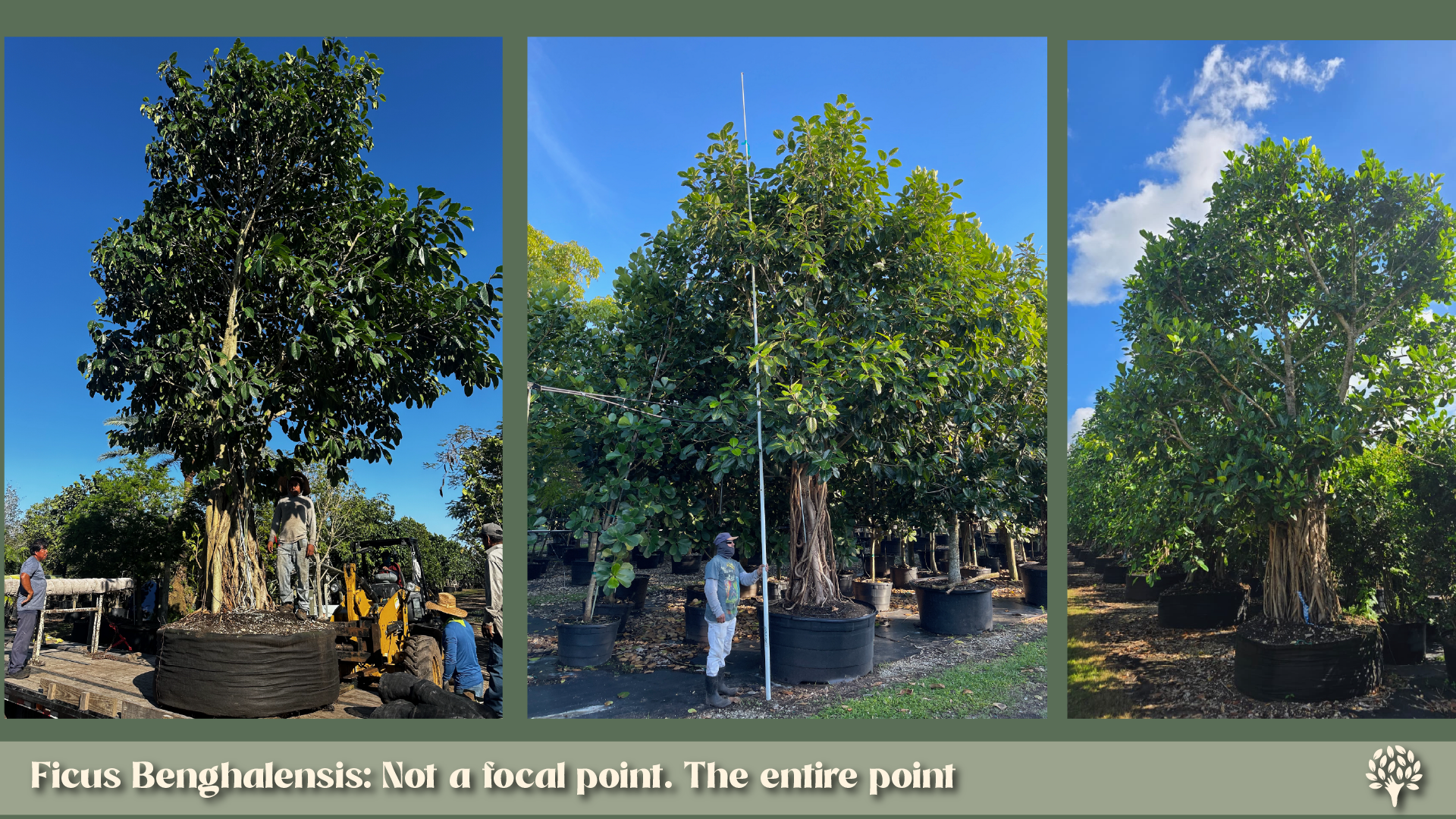 Ficus Benghalensis: large specimen Banyan trees in wholesale nursery containers, showing mature canopy spread and thick aerial root trunks ready for landscape installation.