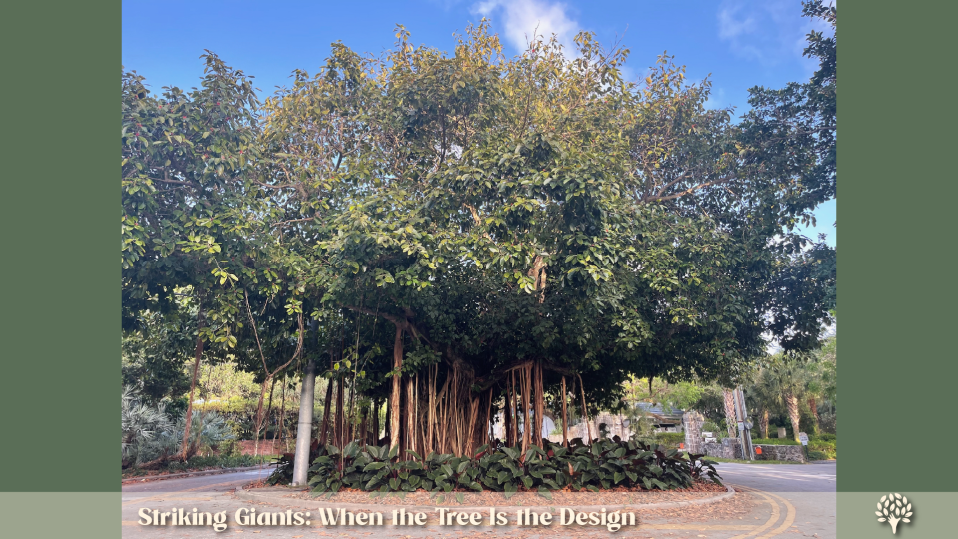 Striking Giants: mature Ficus benghalensis (Banyan) tree with sprawling canopy and aerial prop roots forming multiple trunks, planted as a landscape focal point in Florida.