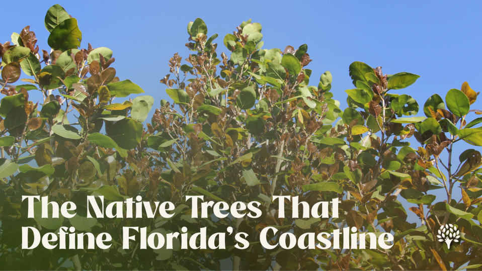 The Native Trees That Define Florida's Coastline: close-up of seagrape foliage with large round green leaves and reddish veins against clear blue sky.