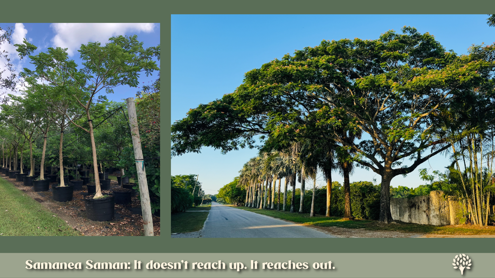 Samanea saman (Rain Tree): young specimens in nursery containers and a mature wide-canopy Rain Tree shading a residential street in Florida