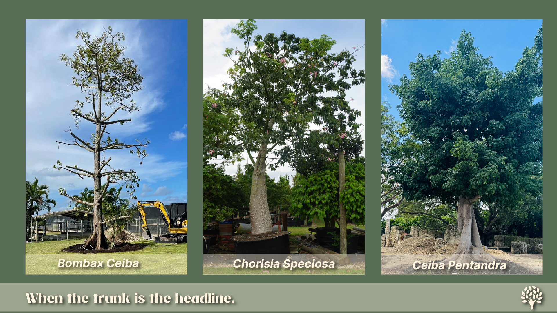 Bombax Ceiba, Chorisia Speciosa, and Ceiba Pentandra: silk-cotton family trees showing sculptural buttressed trunks and architectural form for South Florida landscaping.