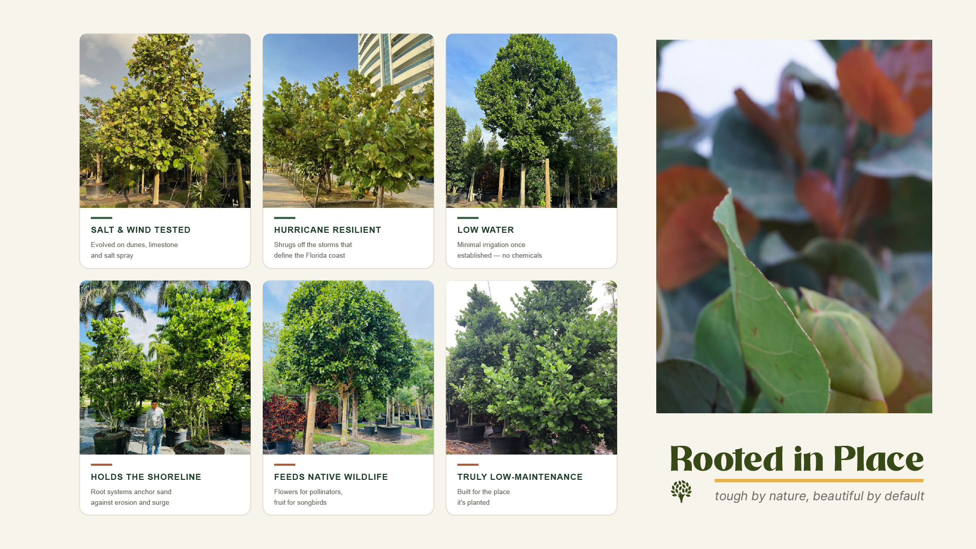 Grid of six seagrape tree photos showing salt wind resistance, hurricane resilience, low water needs, shoreline protection, wildlife food source, and low maintenance requirements.