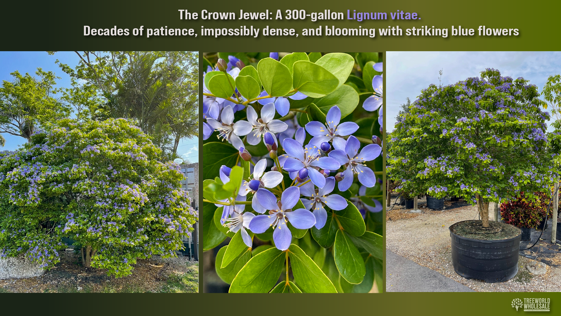 300-gallon Lignum vitae tree featuring dense foliage and striking blue flowers, grown from seed