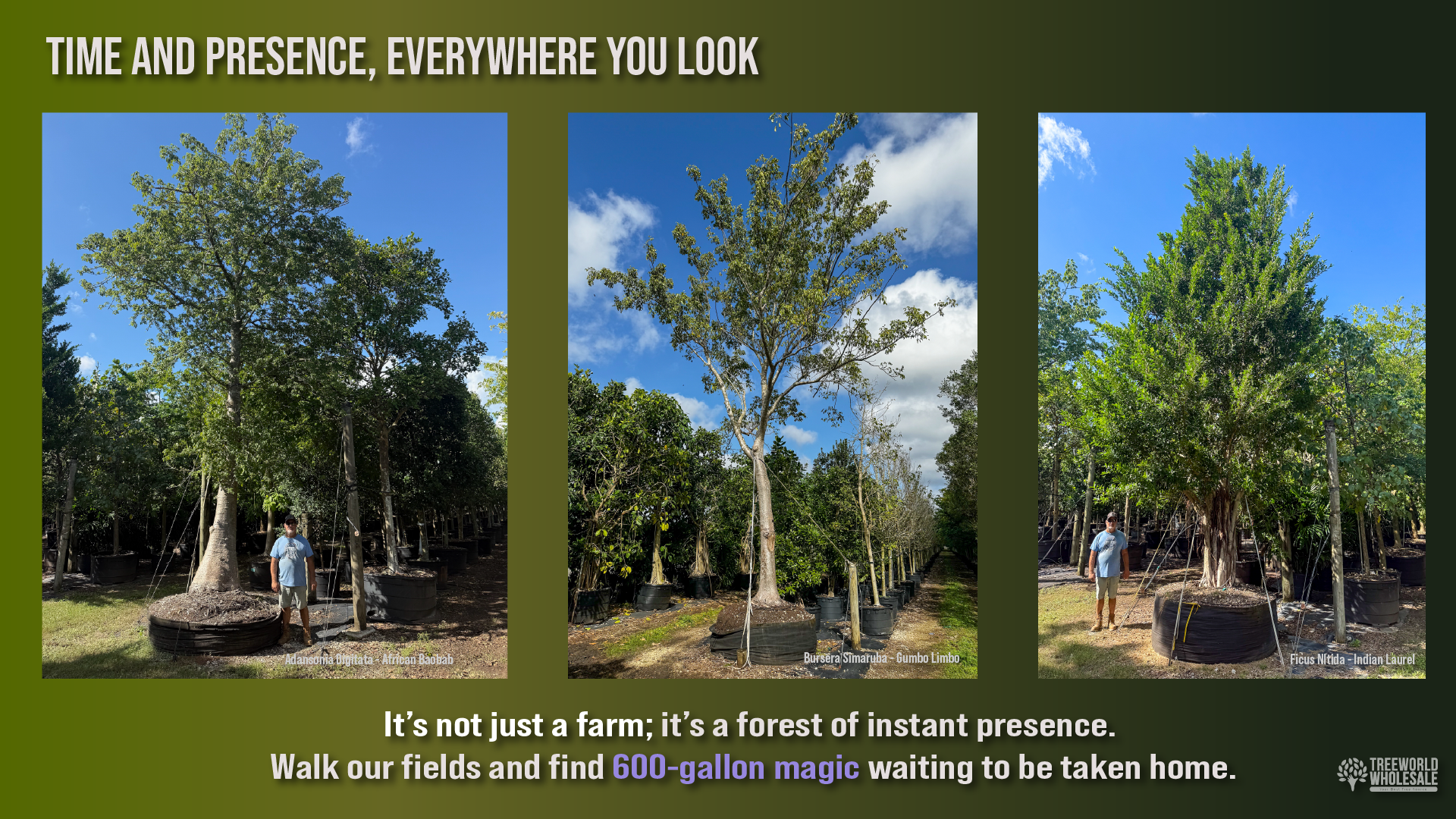 A landscape designer standing beside a 600-gallon specimen tree, illustrating its massive architectural scale and instant presence