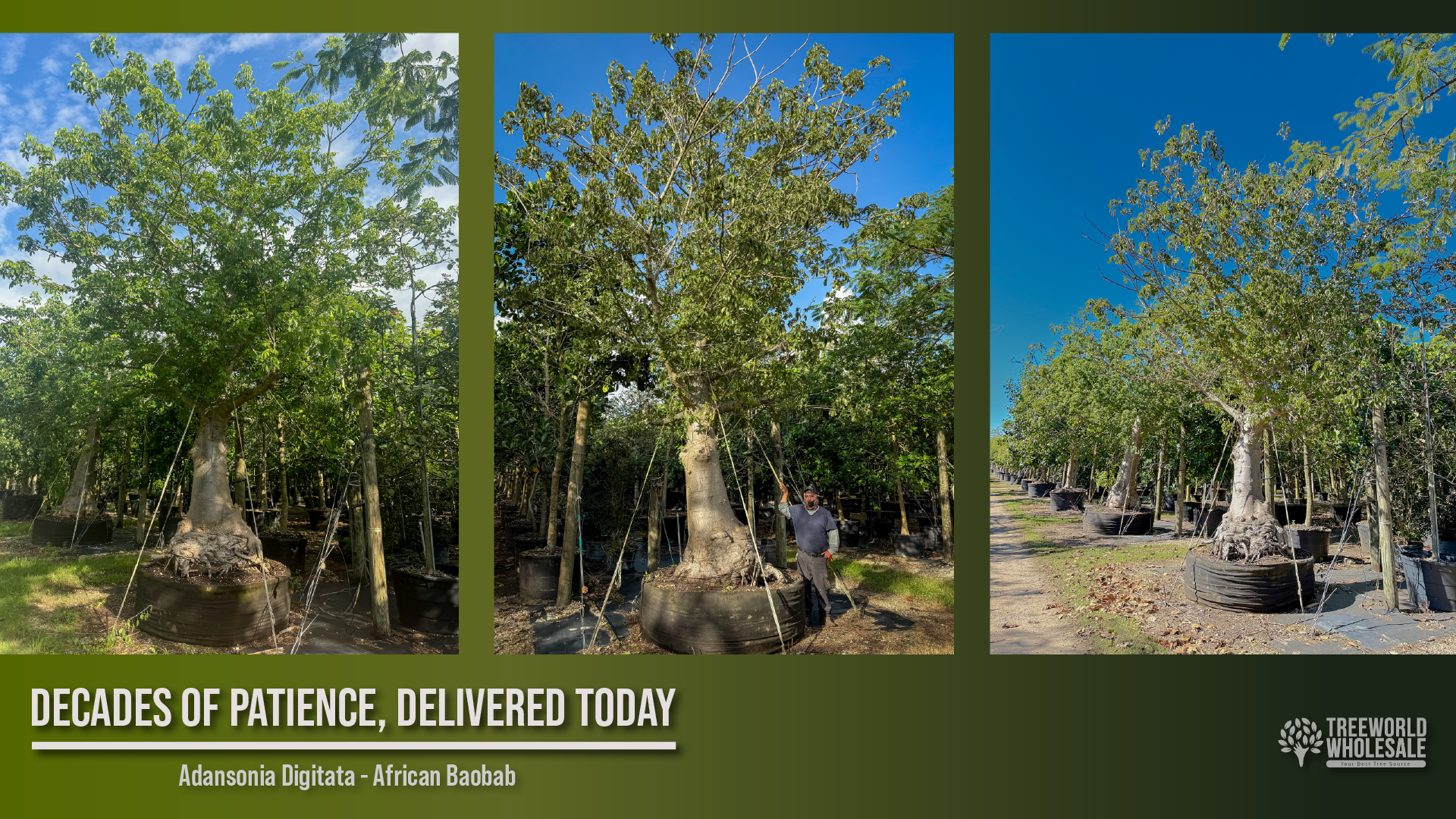 Three decades-old African Baobab specimen trees secured and thriving in large containers.