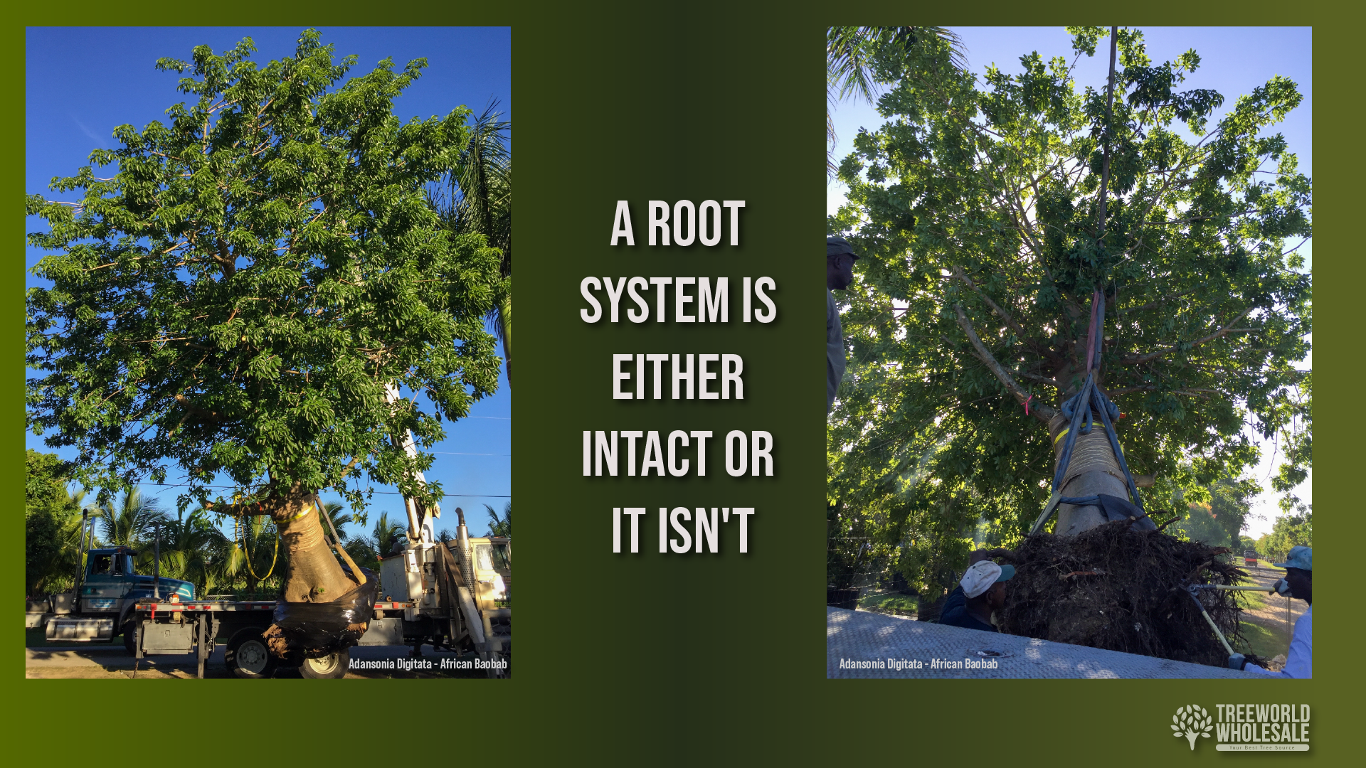 A mature African Baobab tree suspended by a crane, showcasing its fully intact, dense container-grown root mass