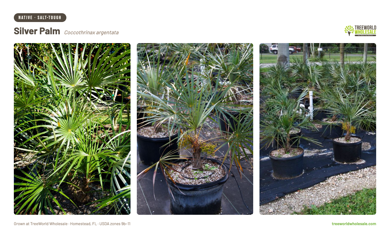 Coccothrinax argentata Silver Palm native Florida salt-tolerant palm for sale – Treeworld Wholesale Homestead