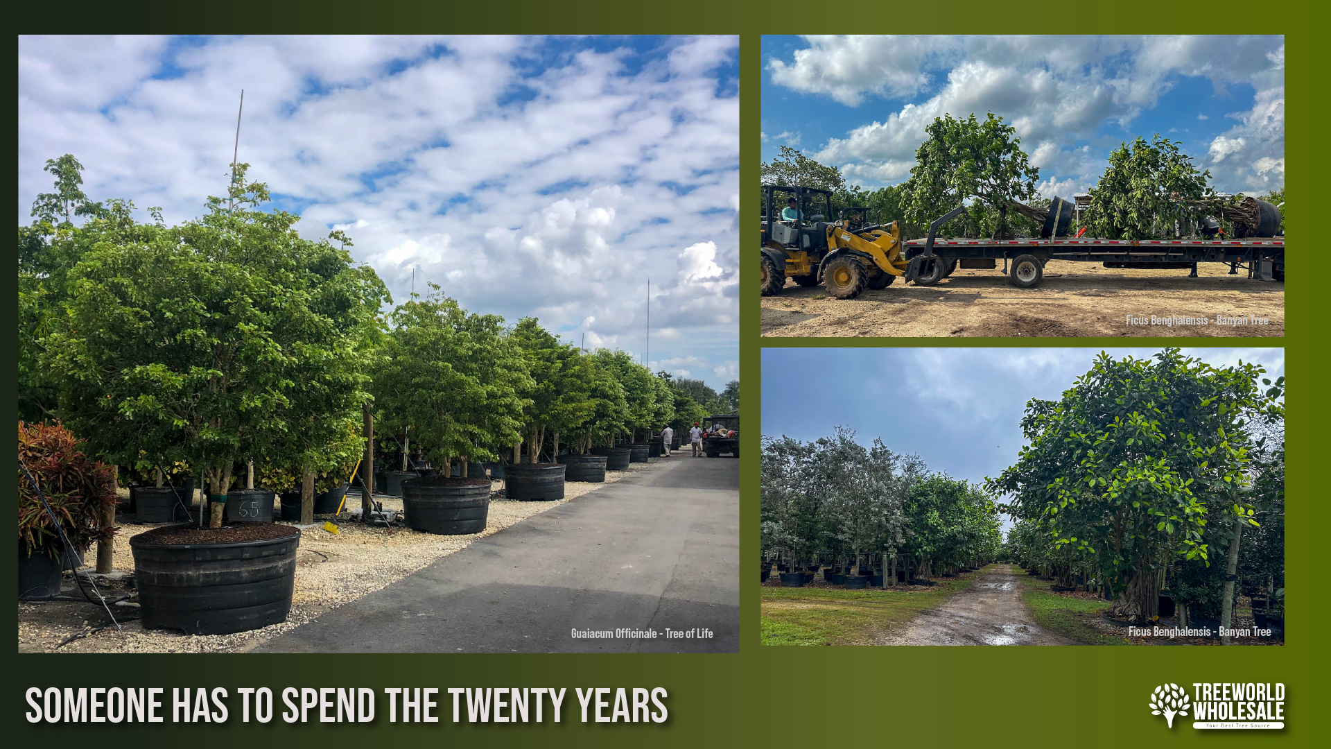 Rows of large container-grown trees, including Tree of Life and Banyan trees, expertly managed at a wholesale nursery