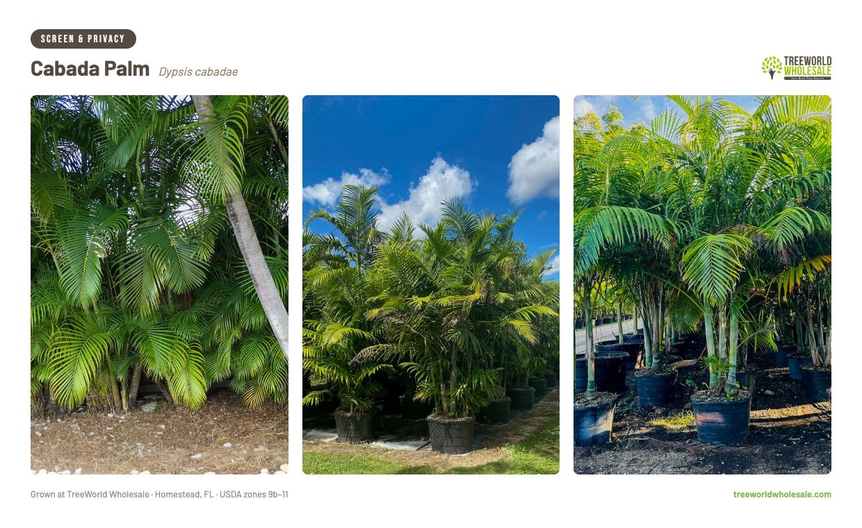 Dypsis cabadae Cabada Palm grown at Treeworld Wholesale nursery Homestead Florida – privacy screen palm for sale