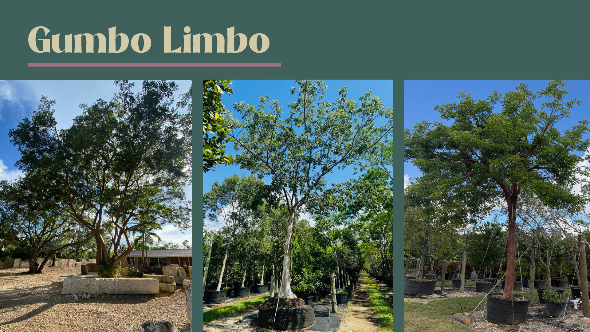 Gumbo Limbo trees growing at Treeworld Wholesale nursery in Homestead Florida