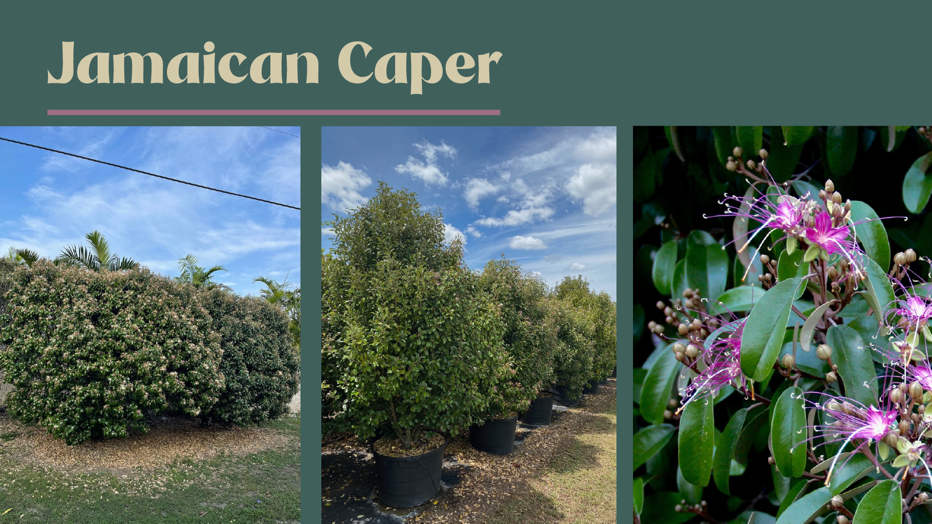 Jamaican Caper trees in pots at Treeworld nursery and close-up of purple flowers