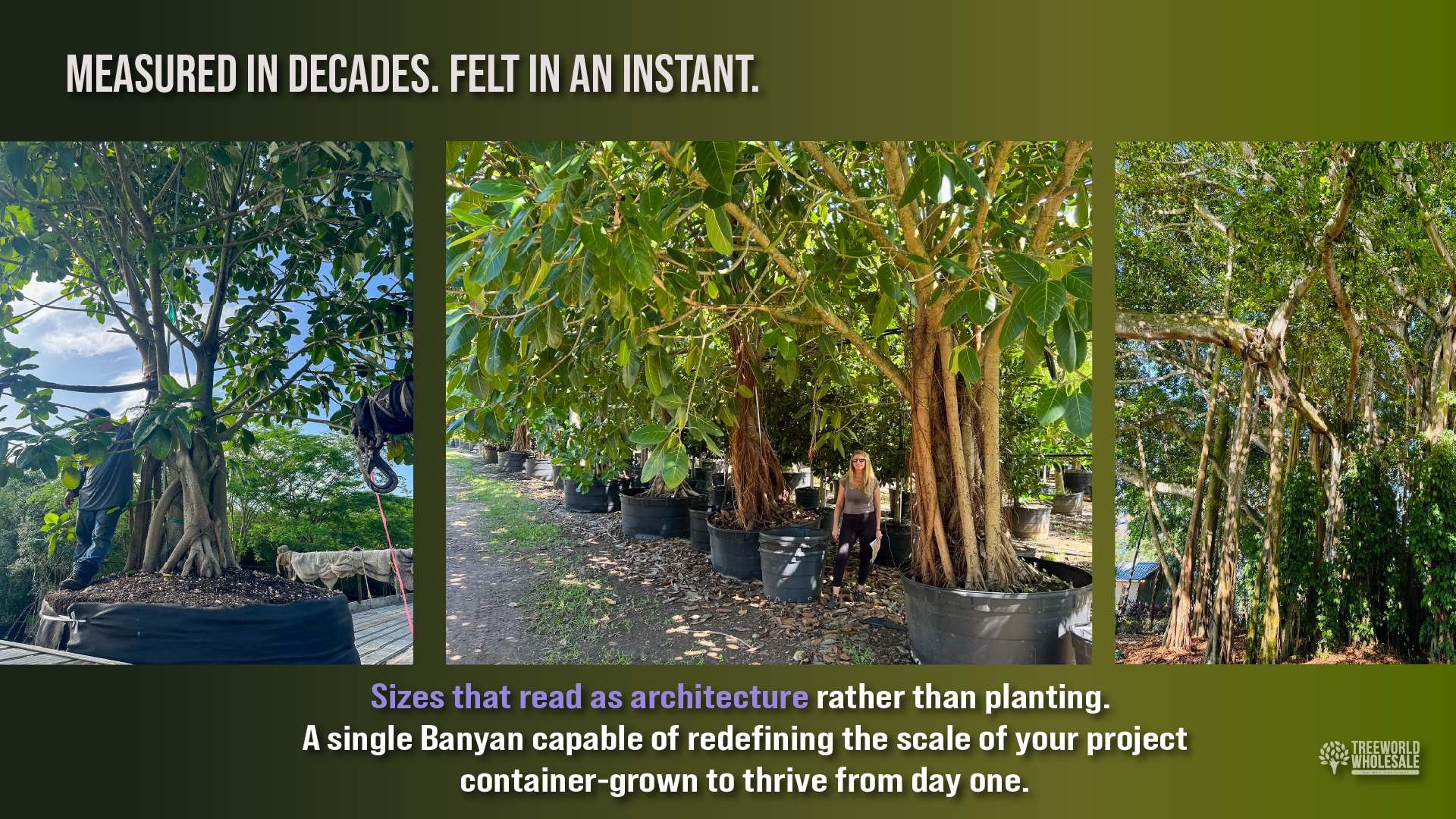 A massive container-grown Banyan tree with established aerial roots, capable of redefining the scale of a landscape project