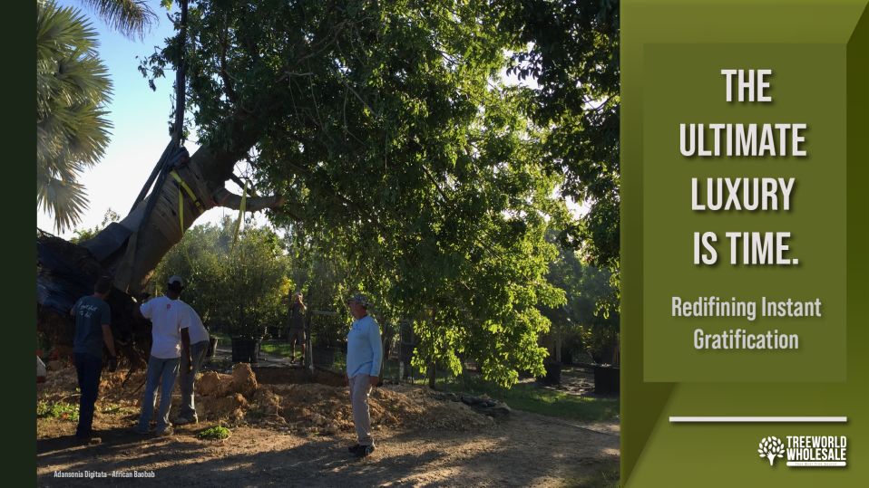Workers securing a massive mature specimen tree onto a flatbed truck for transport at Treeworld Wholesale