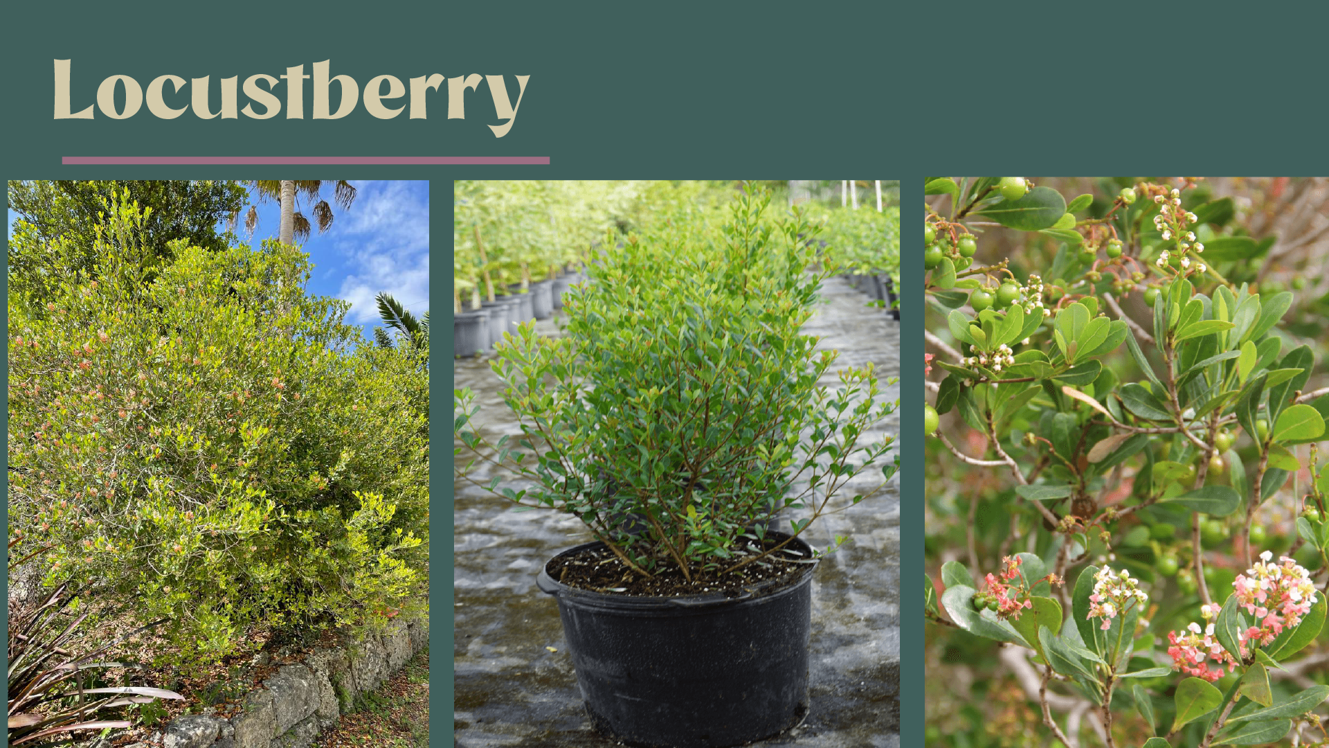 Locustberry native Florida tree in nursery pot with pink and white blooms