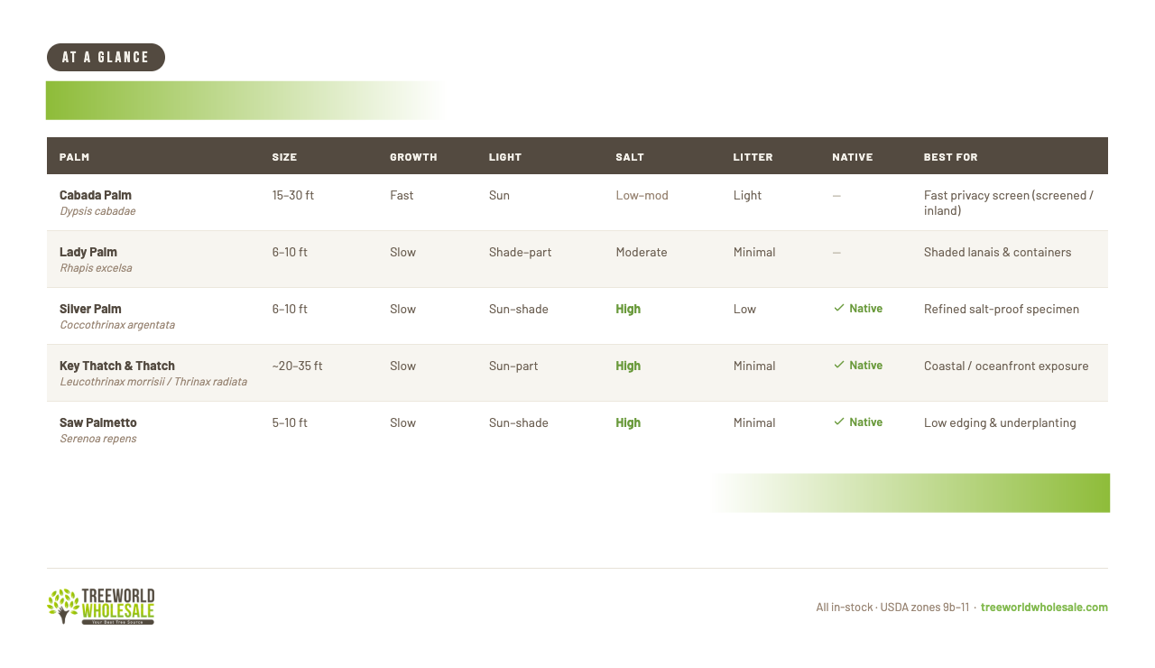 Poolside palms compared – size growth light salt and litter comparison table – Treeworld Wholesale Florida