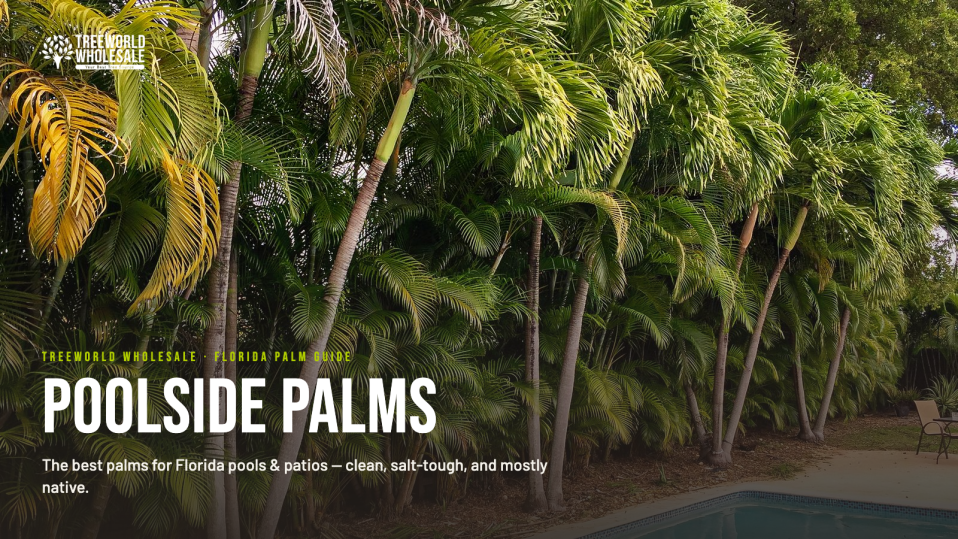 Tall Cabada palms growing alongside a Florida pool – poolside palms guide by Treeworld Wholesale