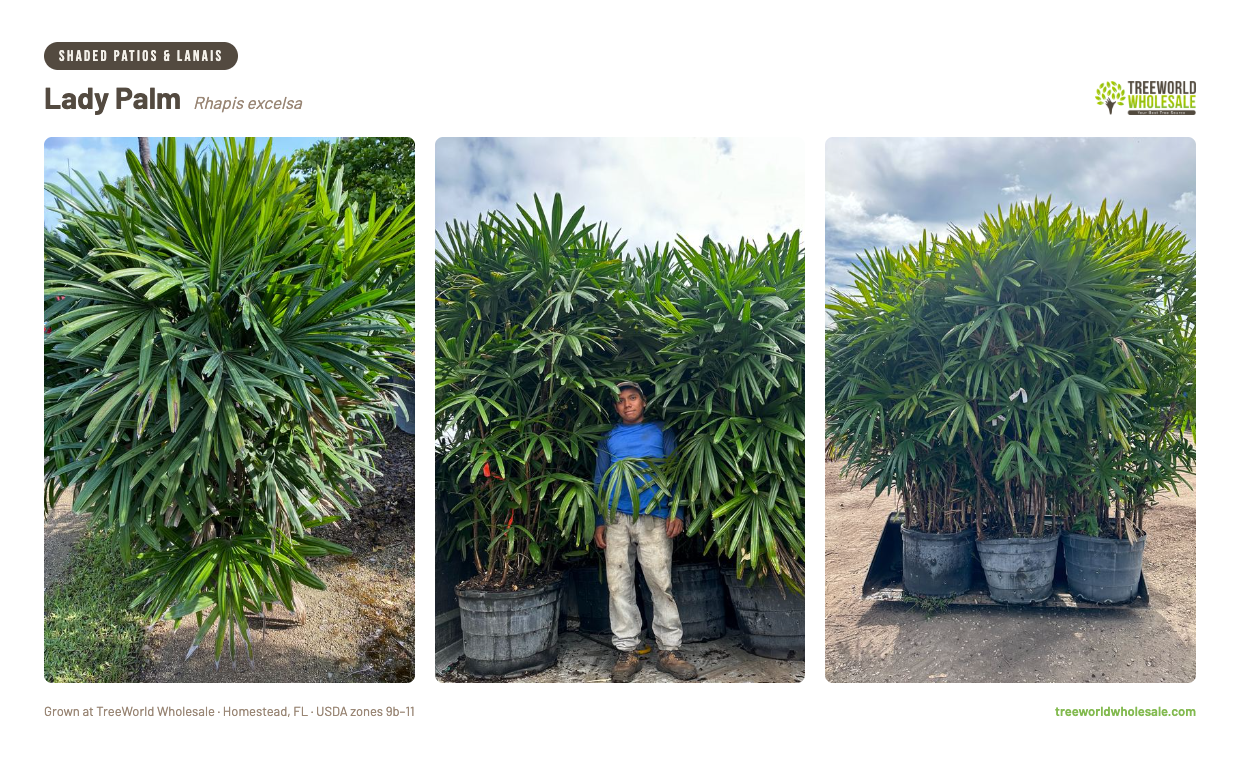Rhapis excelsa Lady Palm in large nursery pots at Treeworld Wholesale – shade tolerant poolside palm Florida
