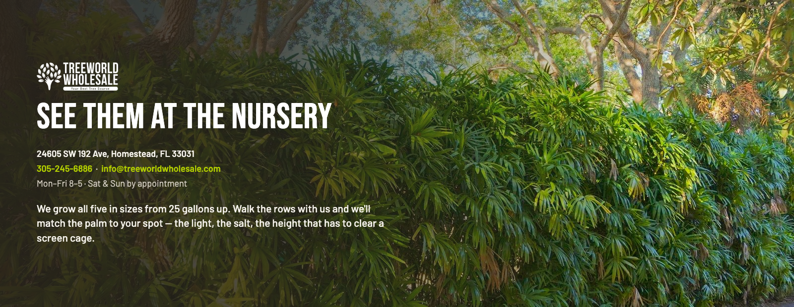 Treeworld Wholesale nursery in Homestead Florida – poolside palms for sale from 25 gallons up