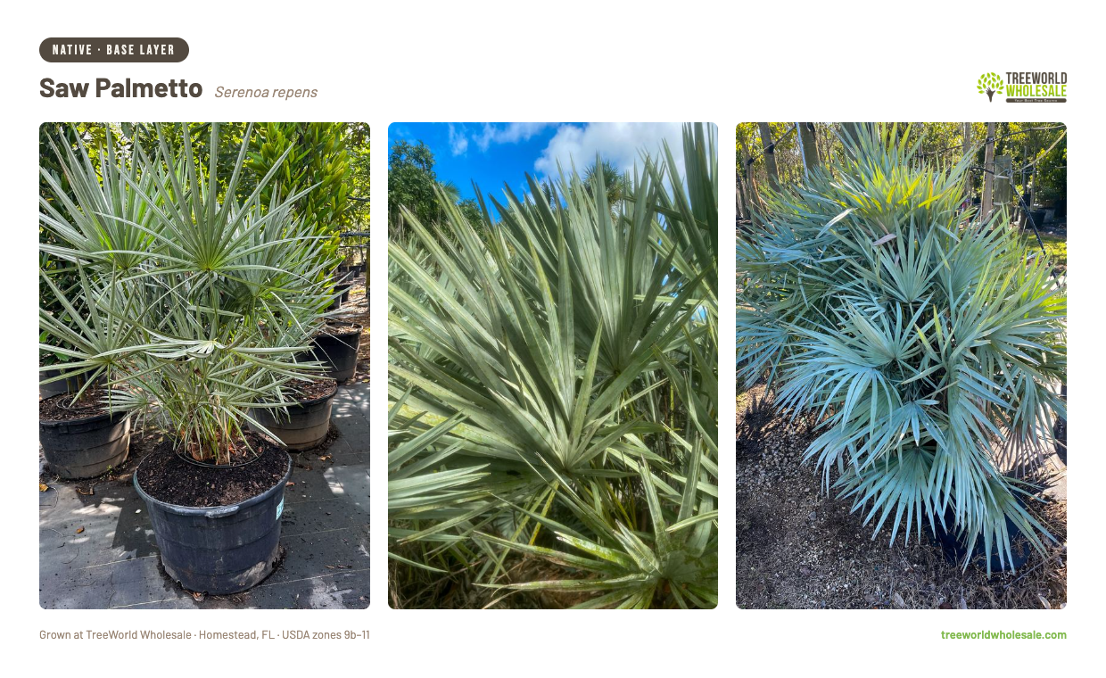 Serenoa repens Saw Palmetto silver-blue form in nursery pots – native Florida base layer palm for sale Treeworld Wholesale