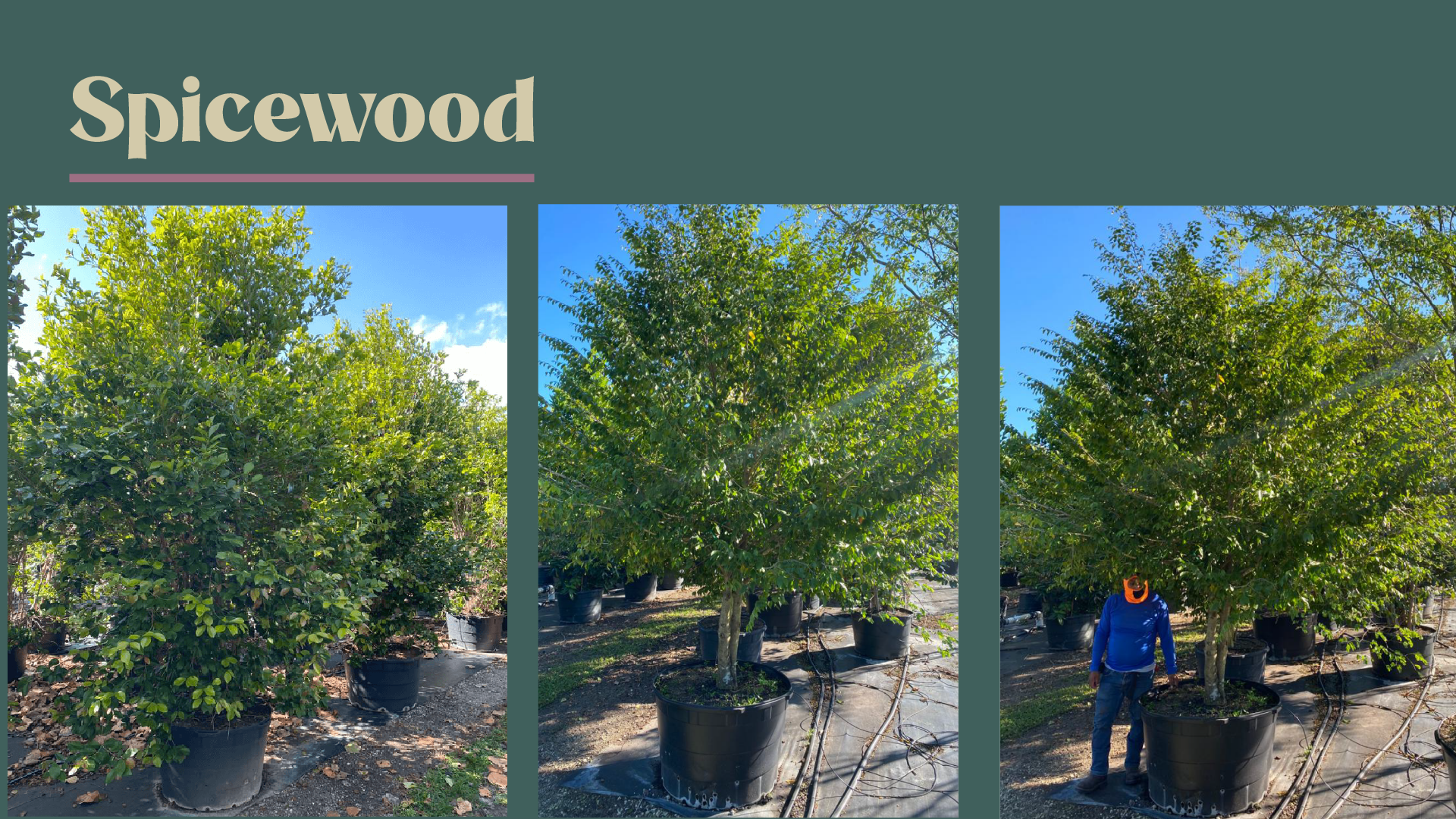 arge Spicewood trees in nursery pots at Treeworld Wholesale