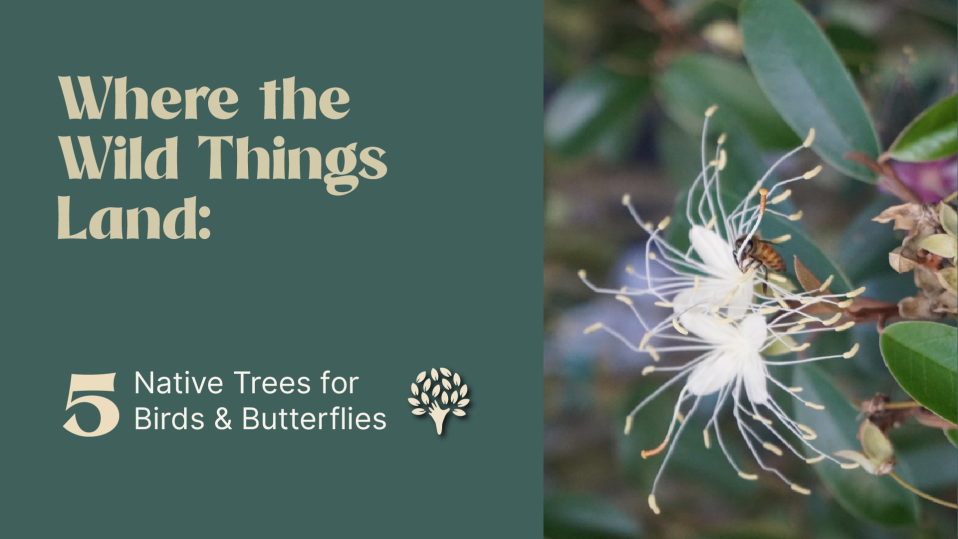 5 native trees for birds and butterflies South Florida – Treeworld Wholesale