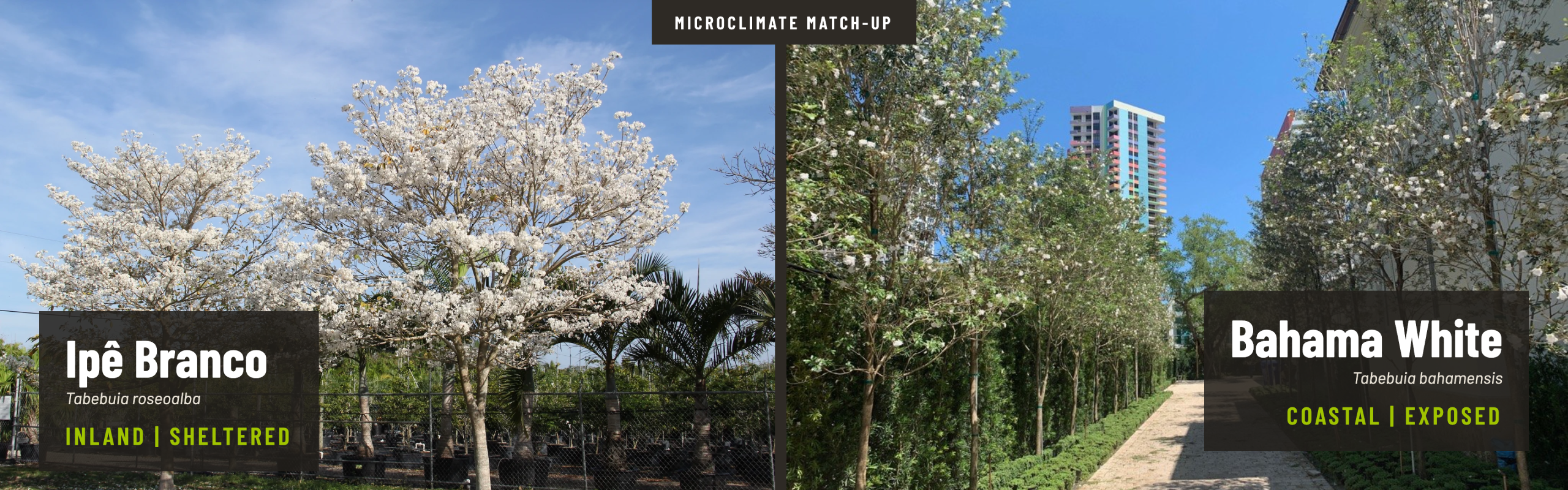 Ipê Branco Tabebuia roseoalba inland sheltered vs Bahama White Tabebuia bahamensis coastal exposed – microclimate comparison