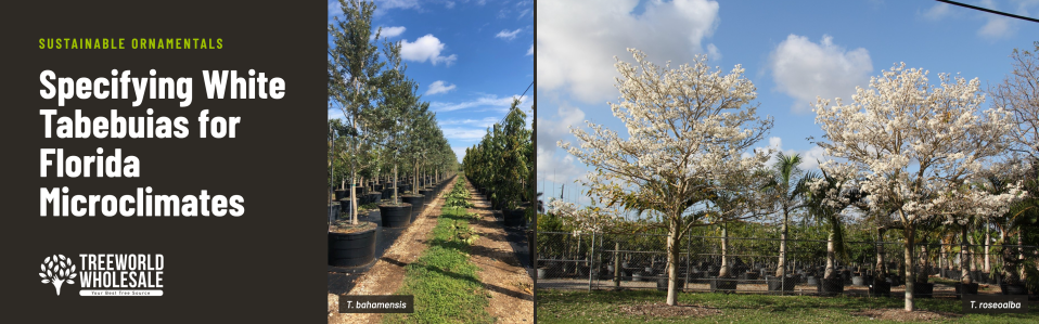 Tabebuia bahamensis and Tabebuia roseoalba white flowering trees growing at Treeworld Wholesale nursery Homestead Florida