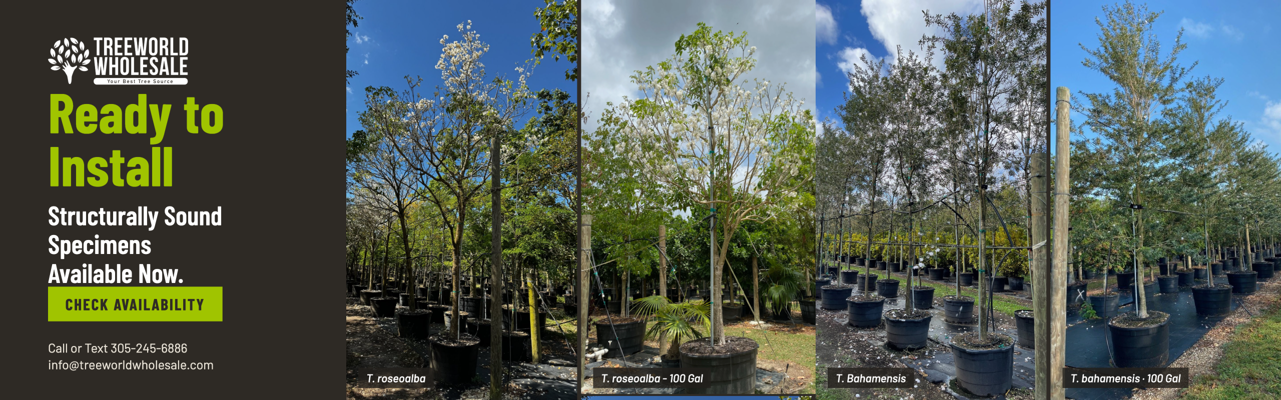 Tabebuia roseoalba and Tabebuia bahamensis 100 gallon white flowering trees ready to install – Treeworld Wholesale Homestead Florida